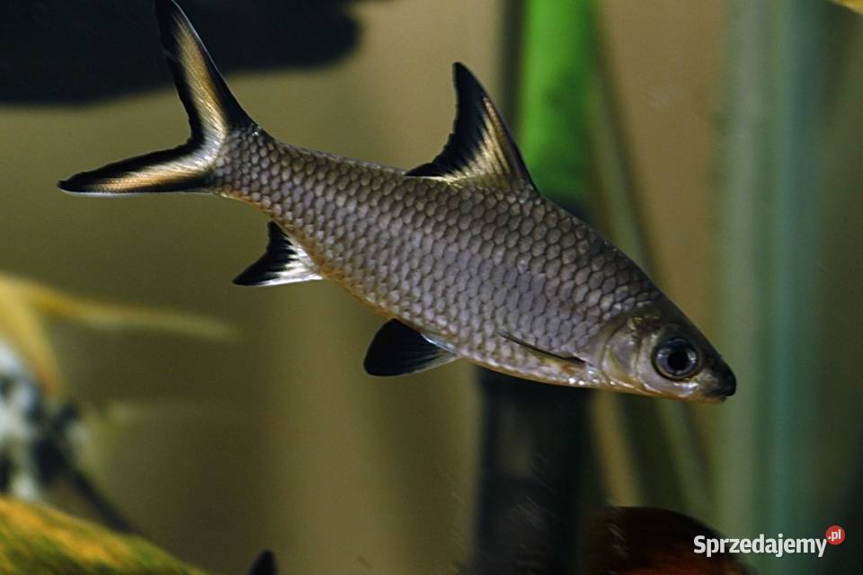 Brzanka rekinia Belantiocheilos melanopterus Gdańsk