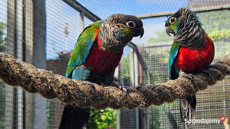 Rudosterki czerwonobrzuche Skarszewy