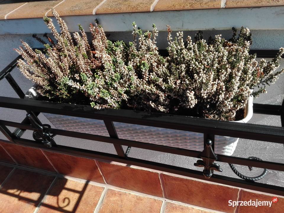 Kwietnik kwiaty doniczki donice skrzynki Kolbuszowa sprzedam