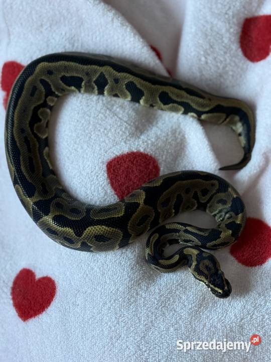 Pyton Królewski Samiczka