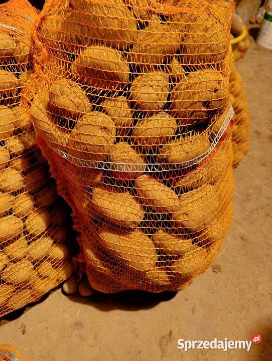 Ziemniaki paszowe odpadowe grubedrobne Rośliny okopowe sprzedam