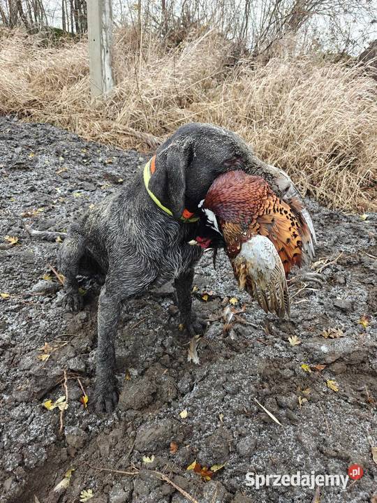 Nadajnik GPS psa bez abonamentu Dla psów Lubartów