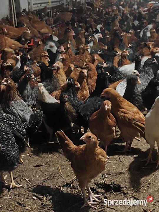 Młode kury nioski 10 tygodni Ptaki Zielona