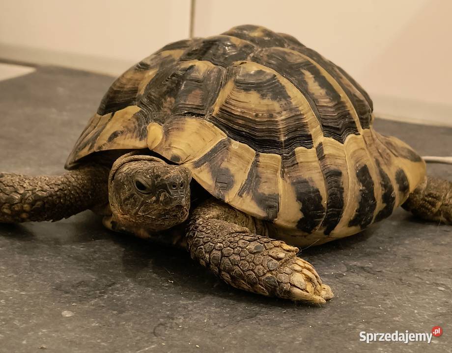 ŻÓW GRECKI dorosły samiec Nowa Sól sprzedam