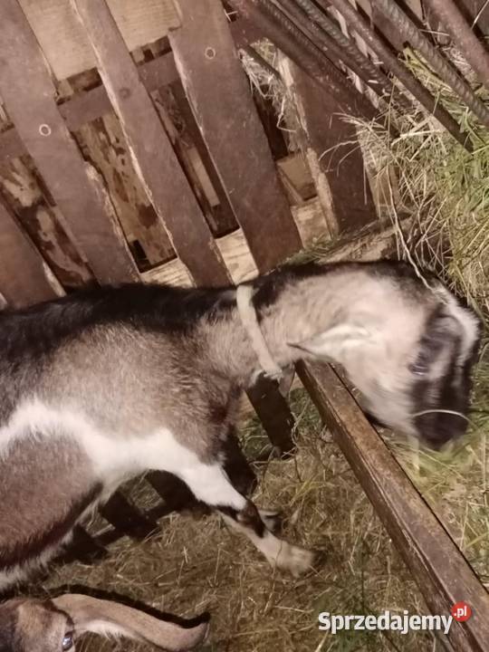 Sprzedam kozę z mlekiem Pilzno