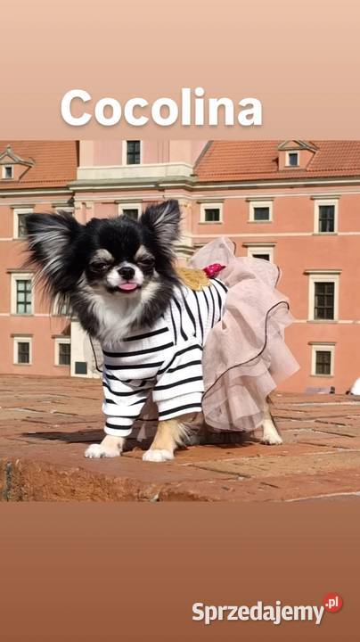 Chihuahua podpalany Zwierzęta Warszawa