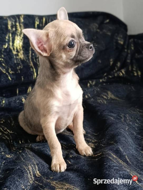 Suczka krótkowłosa chihuahua Szczaworyż