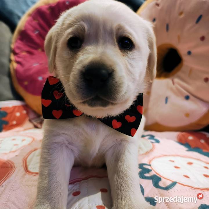 Labrador retriever szczenię wspaniałej budowy Warszawa