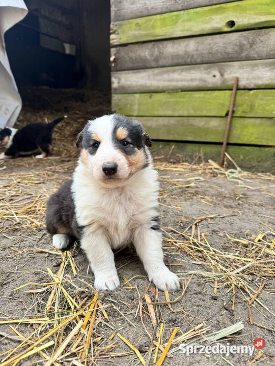 Owczarek szkocki collie Zakrzewo sprzedam