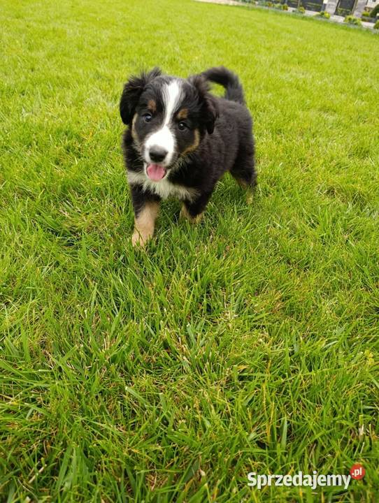 Piesek Border Collie Szczaworyż