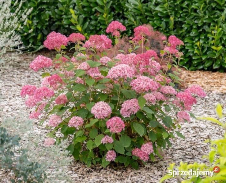 HORTENSJA DRZEWIASTA Candybella Sorbet sadzonki Ustronie