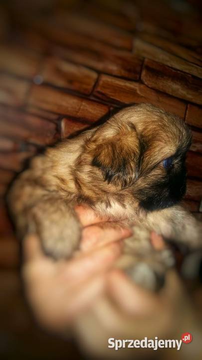 Pekińczyk krótkowłosy