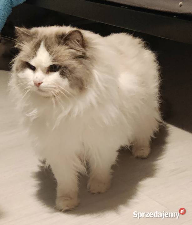 Ragdoll reproduktor Ragdoll podkarpackie Boguchwała