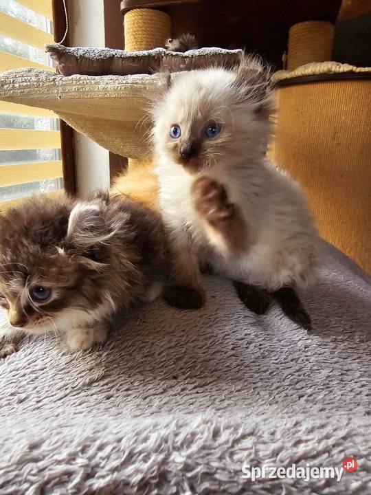American curl wyjątkowe kocięta Pozostałe Zielona Góra