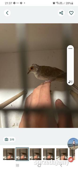 Gołąbek diamentowy szek samica gołąbki Skała