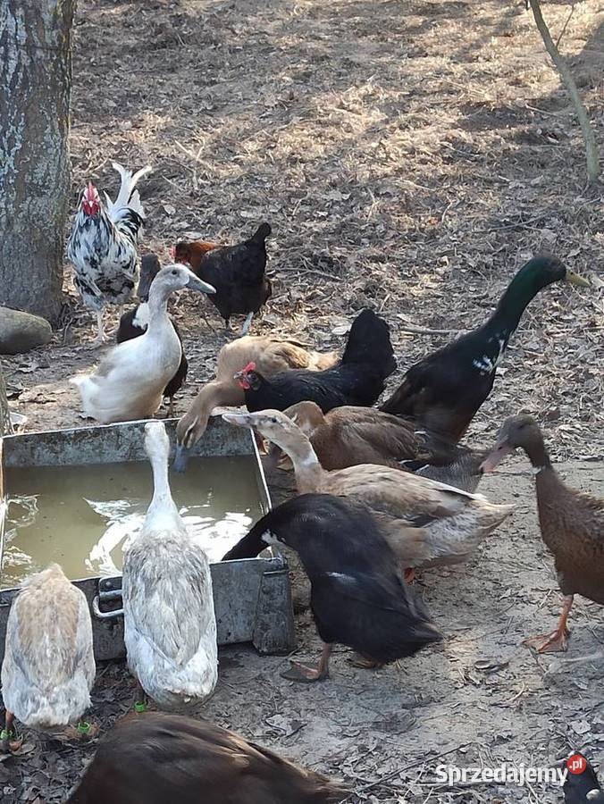 Jaja lęgowe biegusa biegus indyjski Krupe
