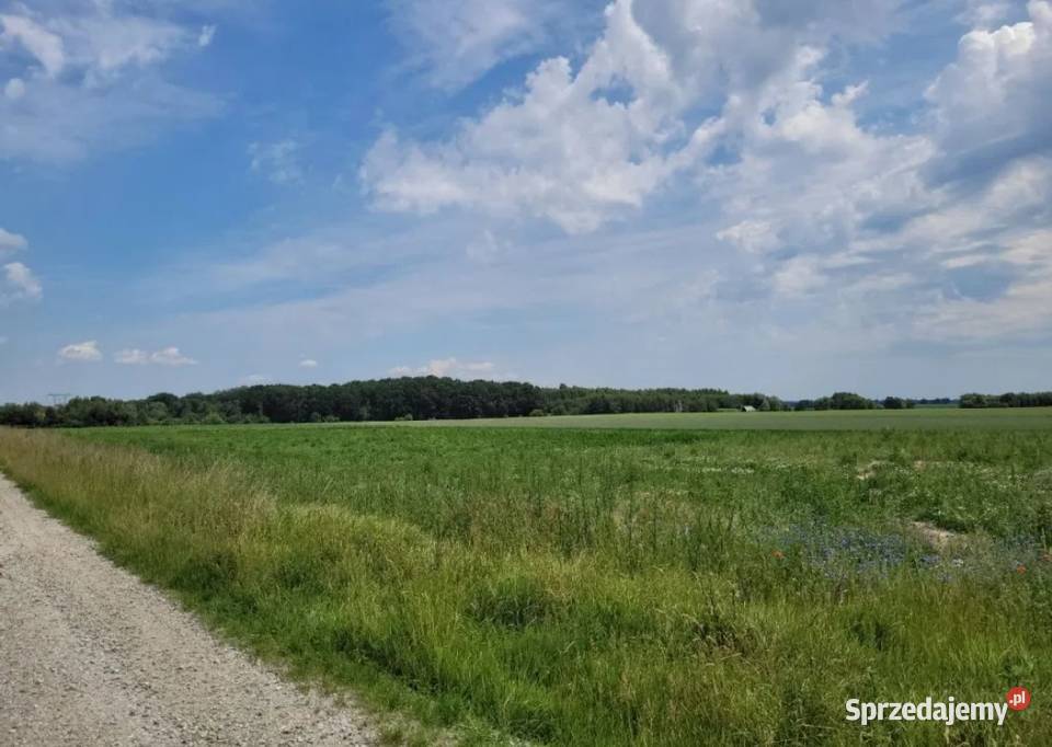 Działka Budowlana 2164 m2 MEDIA Siekierowice sprzedam