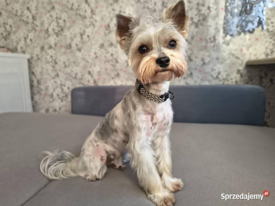 Przystojny york biewer Łapy sprzedam