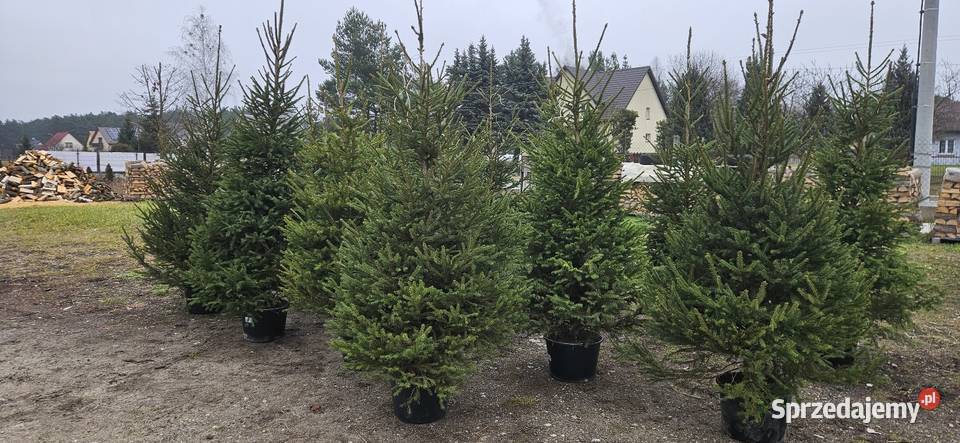 Choinki z korzeniami w donicach Brzóza