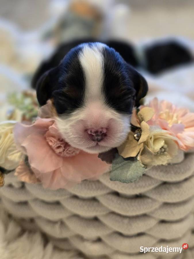 Piesek przebadanych genetycznie rodzicach Nowy Sącz