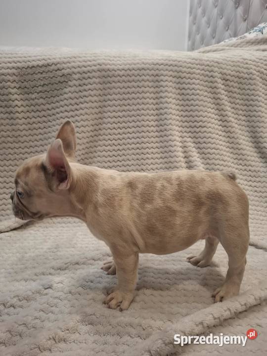 Buldog francuski wyjątkowy kolor wielkopolskie Wronki