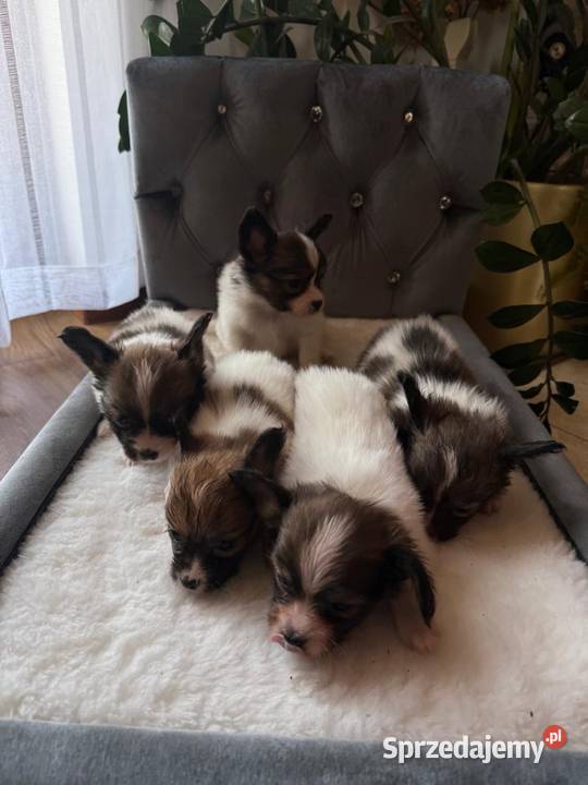 Papillon szczeniak Spaniel kontynentalny śląskie