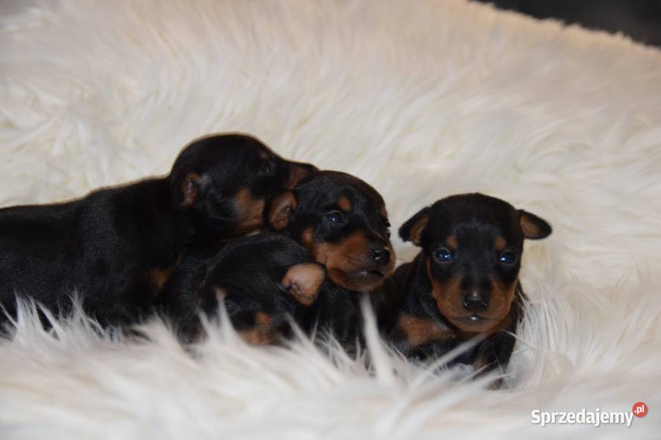 Pinczer Miniaturowy ZKWP fci mazowieckie