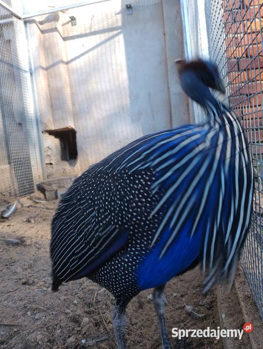 Perlice sępię ptaki egzotyczne Dubin