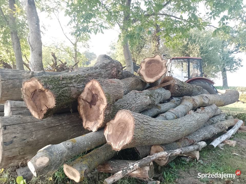 Sprzedam kłody orzecha likwidacji sadu
