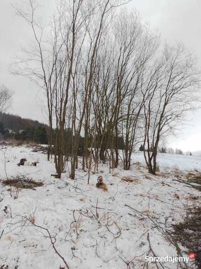 Wycinka drzew i koszenie trawy