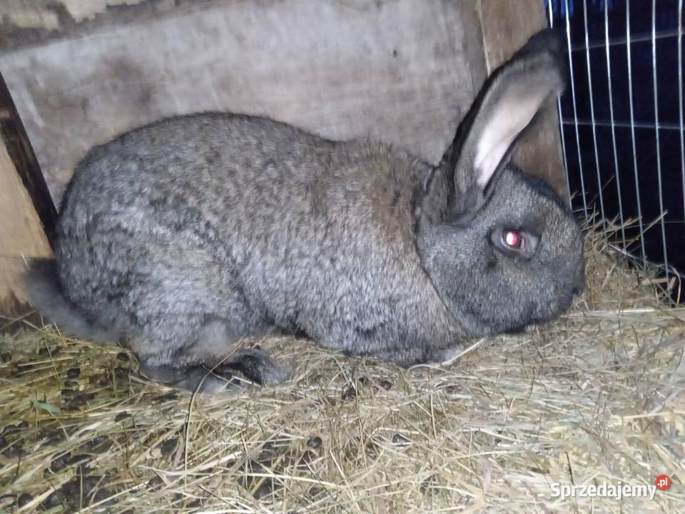 Sprzedam królika