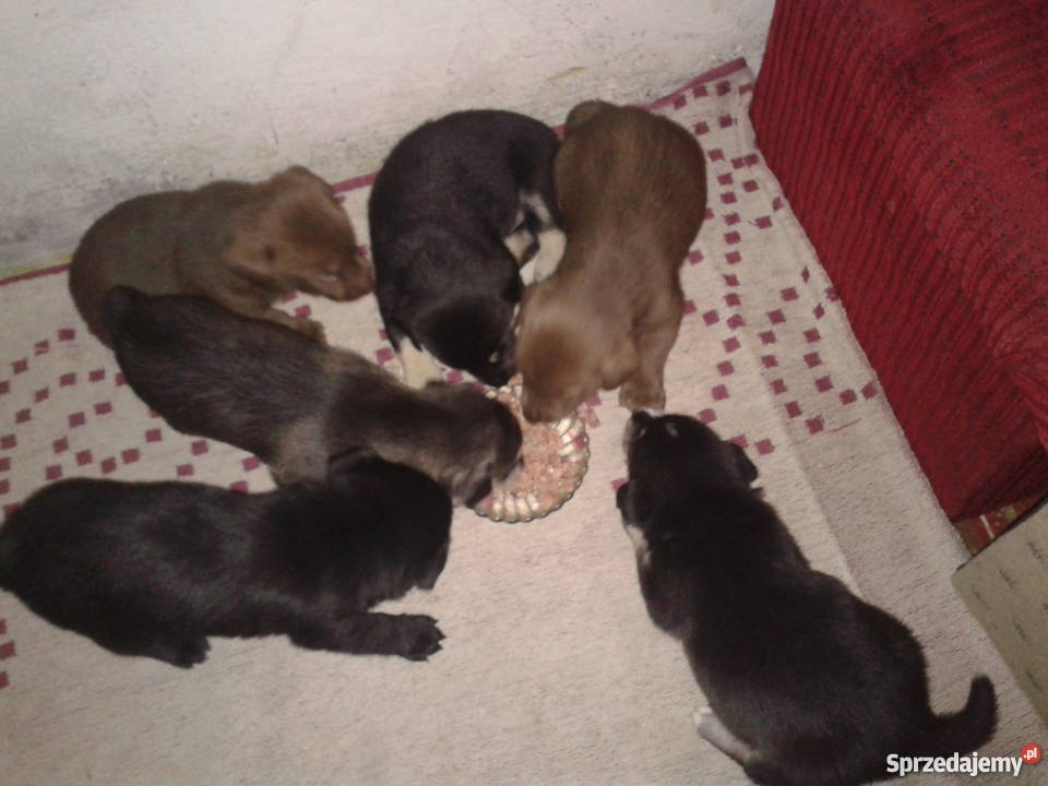 Mam o sprzedania husky mieszaniec Cieszyn