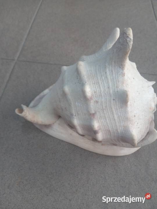 Muszla morska duża