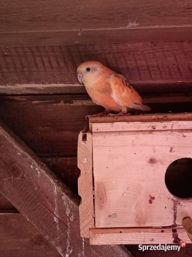 Para świergotek wielkopolskie Lwówek