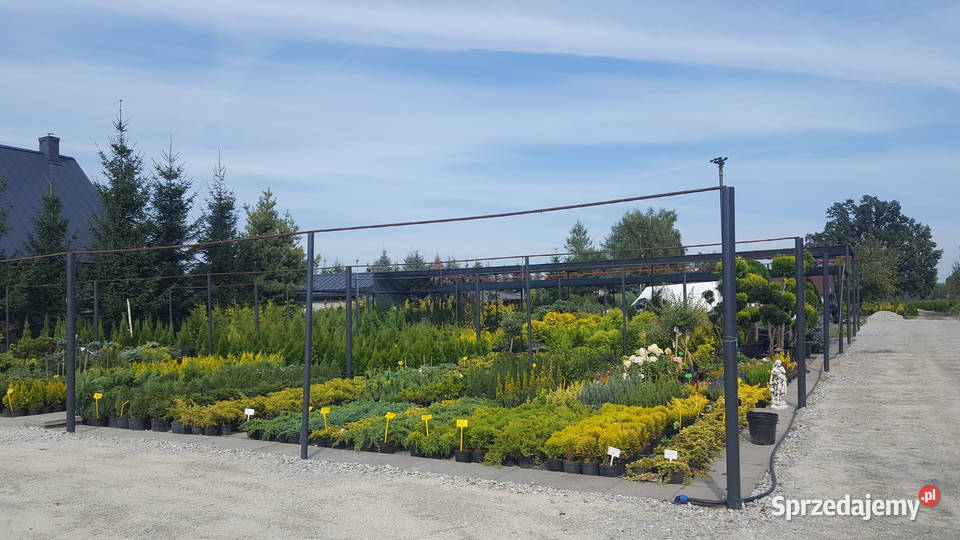 Katapla Nana Surmia kulka korona 5letnia łódzkie Pabianice