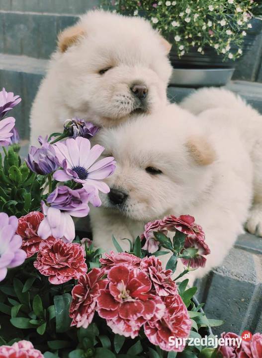 CHOW CHOW CZAU CZAU ŚLICZNE SZCZENIĘTA Drogusza