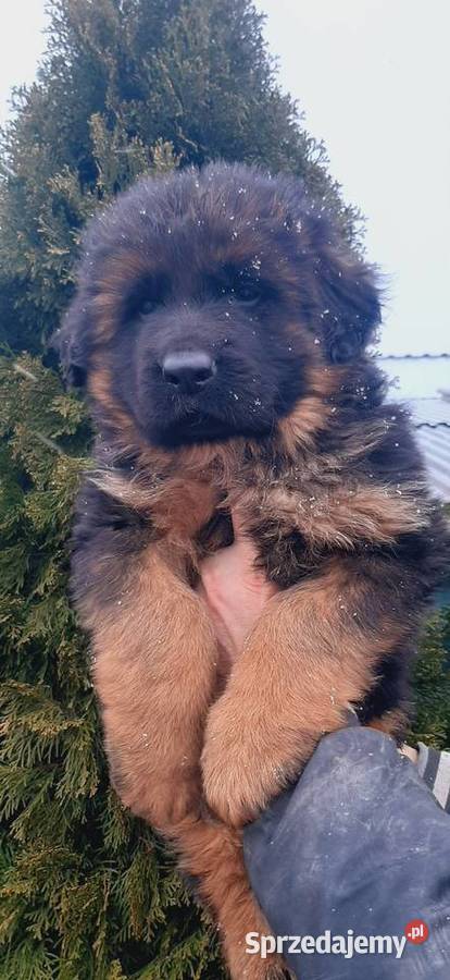 Owczarek niemiecki długowłosy Szczeniaki ZKwP Bielany Wrocławskie