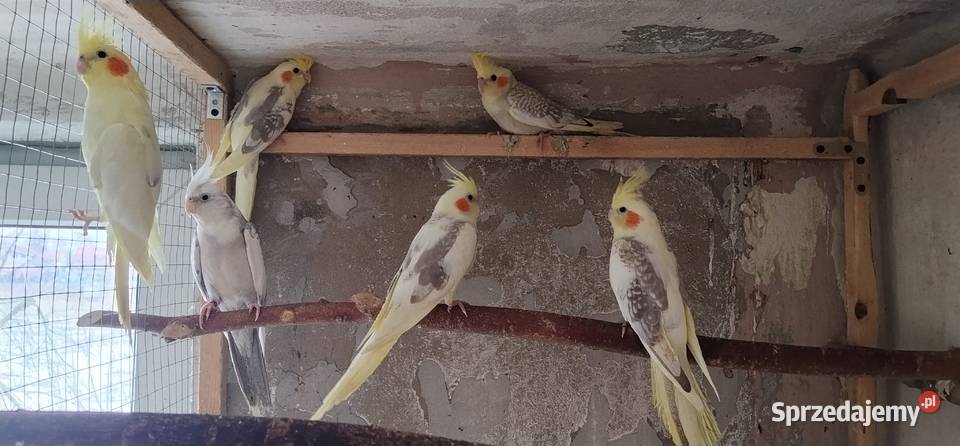 Papugi nimfy 25r Pruchna