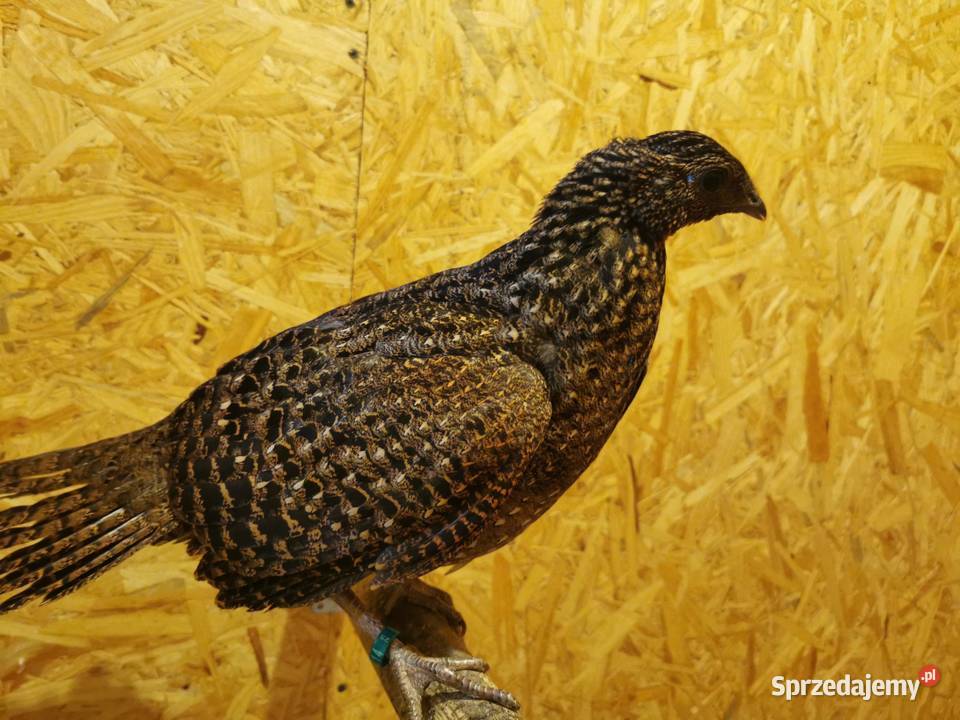 Bażanty Tragopan SATYR Tragopan czerwony Ptaki z małopolskie Andrychów