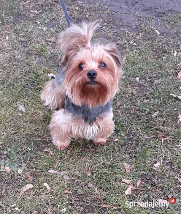 Szczeniaki Pieski Rasy York Yorki zachodniopomorskie sprzedam