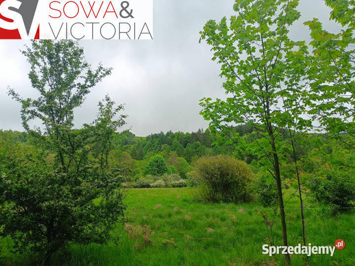 Widok na góry piękny drzewostan lesie sprzedam