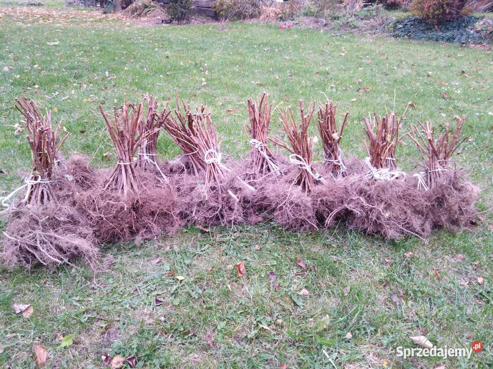Sadzonki maliny Glen Ample i Polana