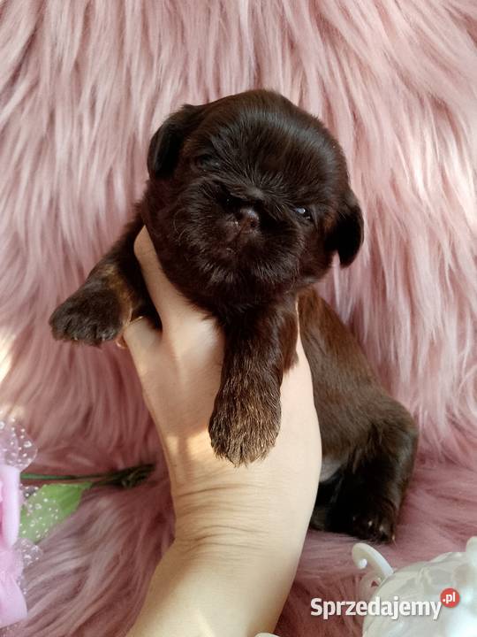 Czekoladowa suczka rasy ShihTzu Kluczbork