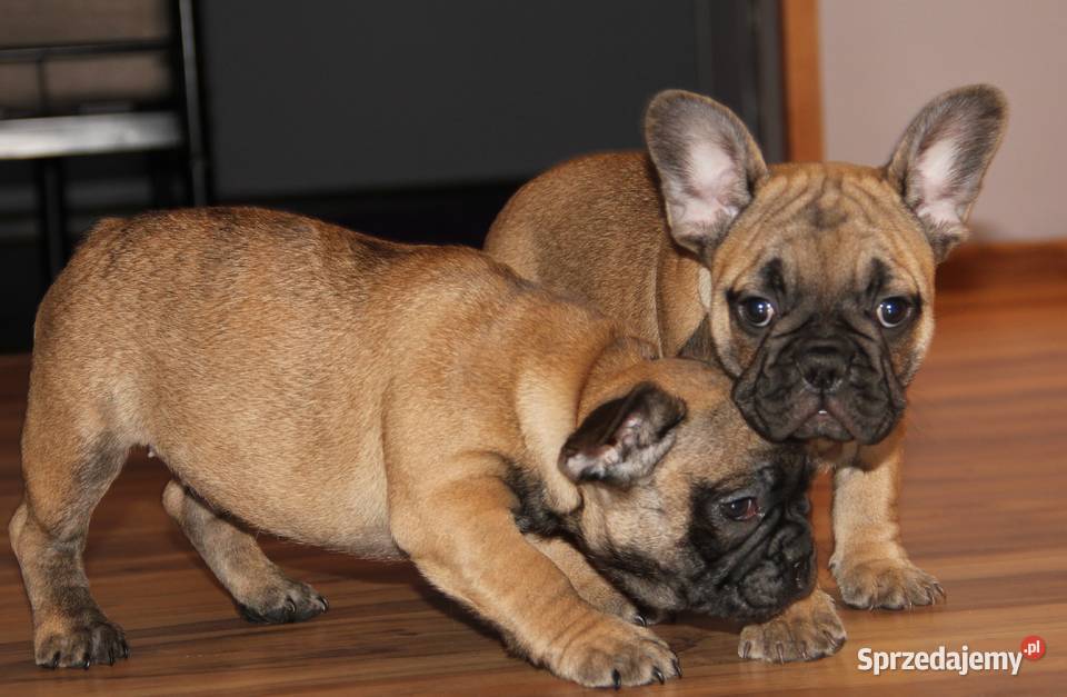 Buldog Francuski szczeniaki Kędzierzyn-Koźle sprzedam