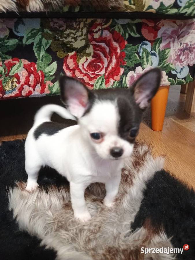 Chihuahua piękny malutki xxs EFEKT PIRAT czip łódzkie Kleszczów sprzedam