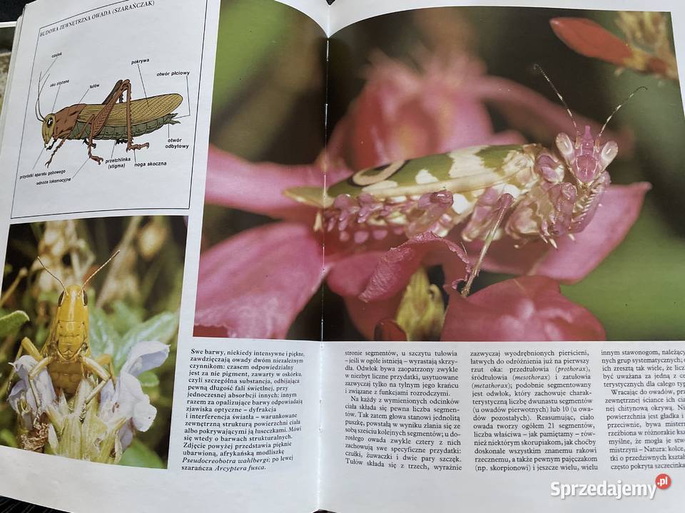 HISTORIA NATURALNA Bezkregowce ISBN 8370791824 Książki naukowe i popularnonaukowe sprzedam