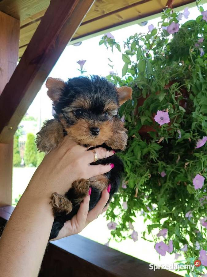 York Terrier Mini opolskie