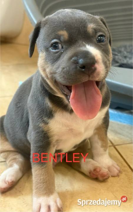 Amstaff Zapraszamy do rezerwacji Szczenięta o Sarnowo