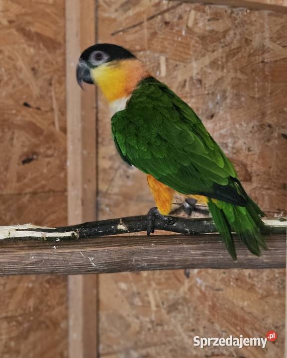 Barwinka czarnogłowa Twardawa