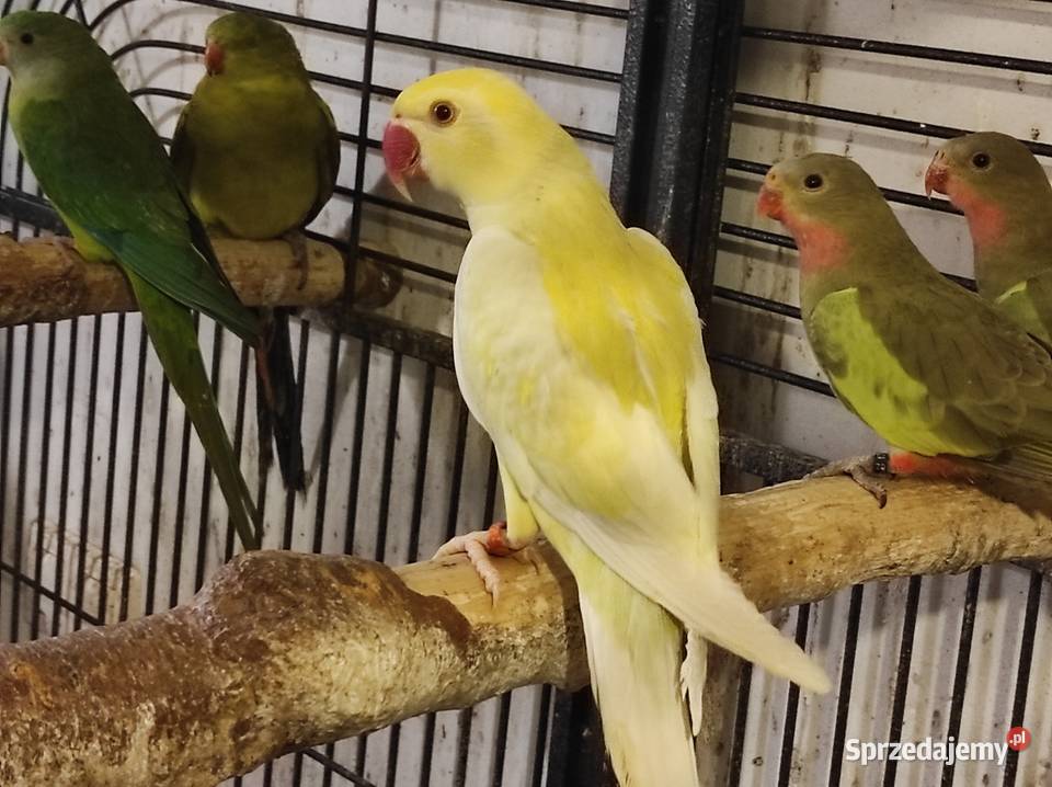 Aleksandretta obrożna cremino samica mazowieckie Rębków